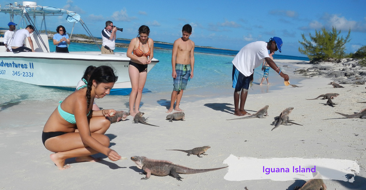 Dilly Crab Exuma - reptiles