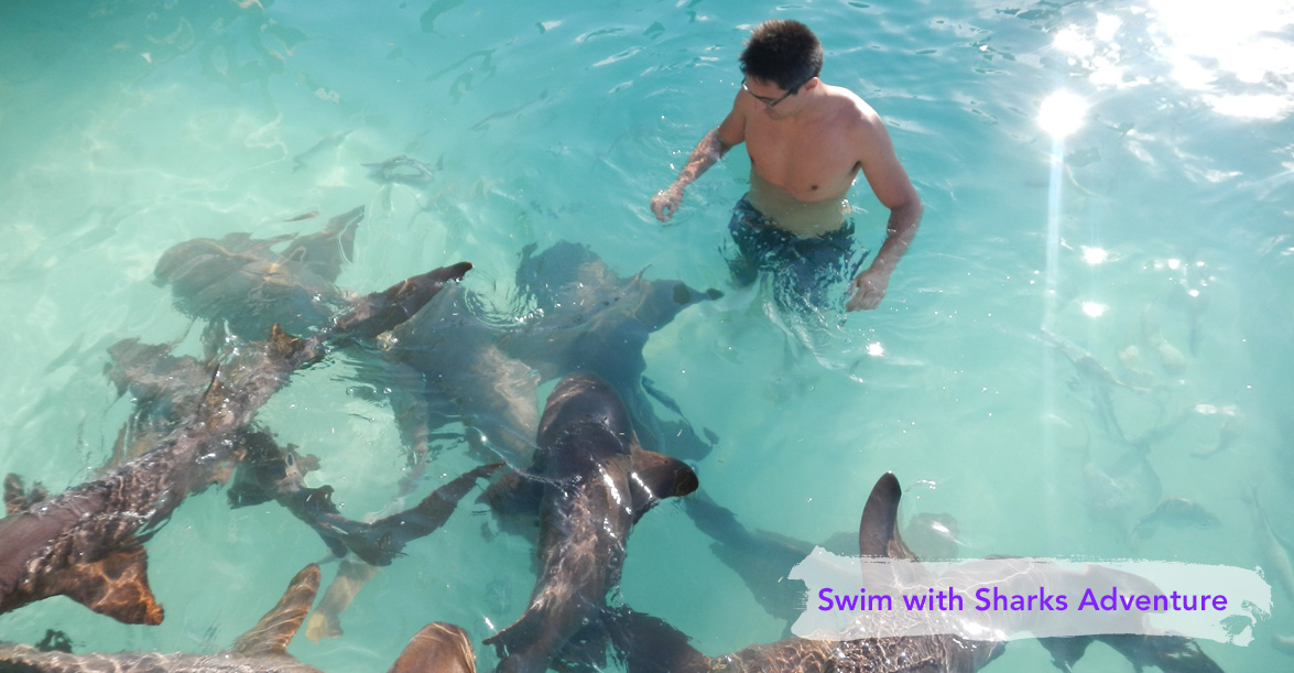 Dilly Crab Exuma - Sharks