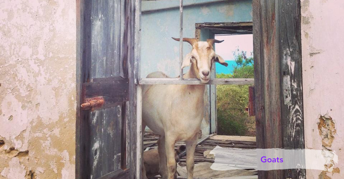 Dilly Crab Exuma - Animals